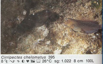 Cirripectes chelomatus